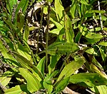 Plantago australis 3. jpg