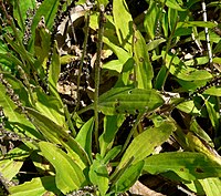 Plantago australis