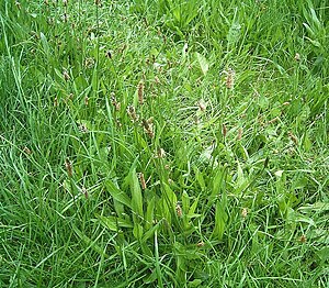 Plantago lanceolata5 ies.jpg