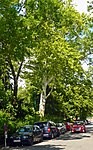 Plane tree (Platanus x hybrida)