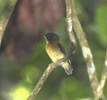 Platyrinchus platyrhynchos - Oq taniqli spadebill.JPG