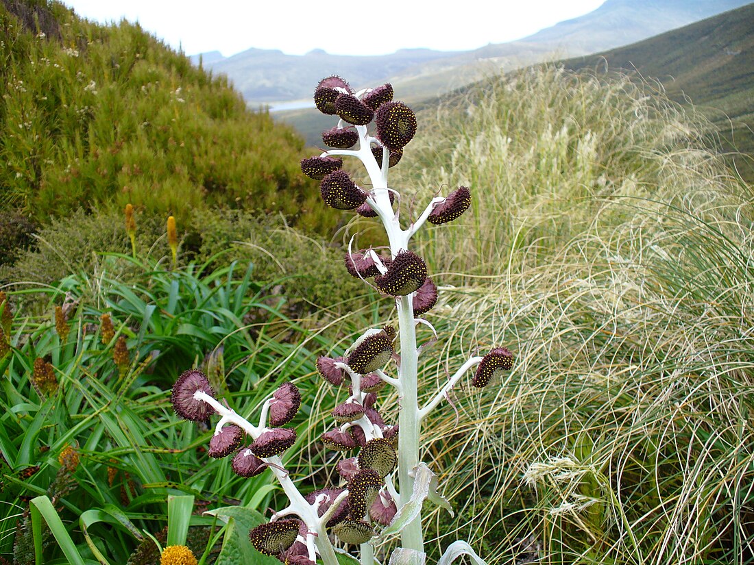 File:Pleurophyllum.jpg