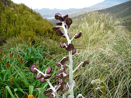 Pleurophyllum.jpg