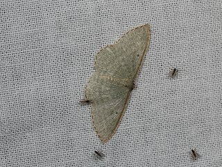 <i>Poecilasthena balioloma</i> Species of moth