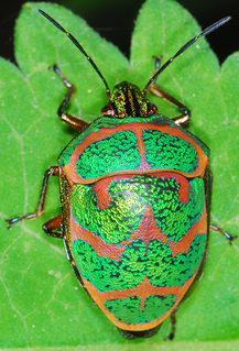 <i>Poecilocoris</i> Genus of true bugs