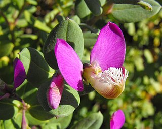 <i>Polygala fruticosa</i> Species of flowering plant