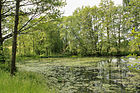 Čeština: Rybník u pramene řeky Úslavy severně od Lukoviště, části Kolince English: Pond by the spring of Úslava river near Lukoviště, part of Kolinec, Czech Republic