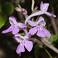 Ponerorchis graminifolia Gozaisho, Mie prefecture, Japan