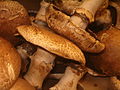 Portobello mushrooms.jpg