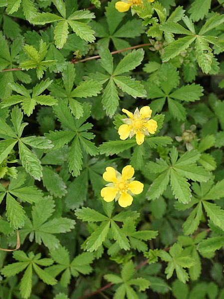 File:Potentilla reptans (habitus).jpg