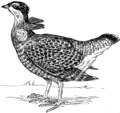 Prairie Chicken 3(PSF).png