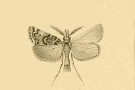 Prionapteryx lancerotella