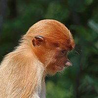 Juvenile, Labuk Bay, Sabah, Borneo, Malaysia