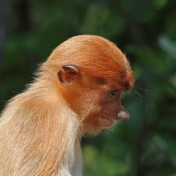 File:Proboscis monkey (Nasalis larvatus) juvenile Labuk Bay.jpg