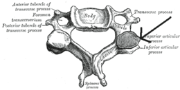 Processusarticularissuperiorvertebrae.png