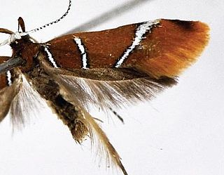 <i>Promalactis similiconvexa</i> Species of moth