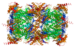 Протеин PSMB6 PDB 1iru.png