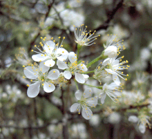 Prunus angustifolia 2.gif 