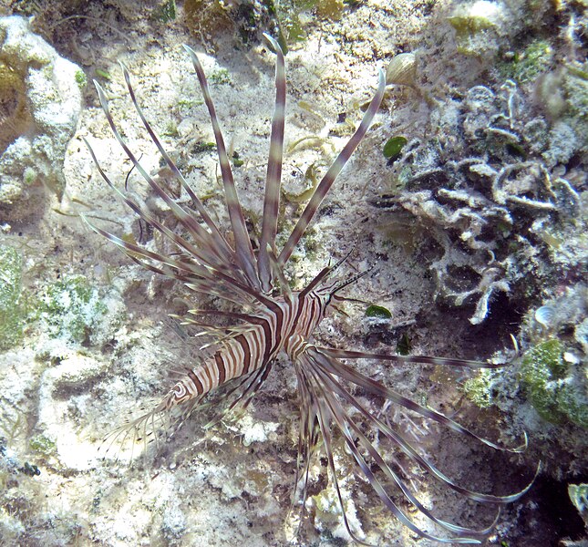 File:Pterois volitans (red lionfish) (San Salvador Island, Bahamas) 5 (15559884614).jpg