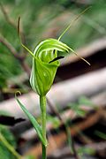 Pterostylis metcalfei