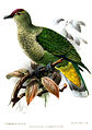 Yeşil tüylü ve sarı alt göbeği olan bir kuş çizimi