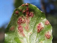 Puccinia dioicae on a leaf of Taraxacum officinale Puccinia dioicae OPN5 (3).jpg