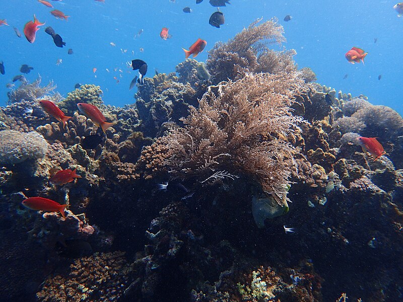 File:Puerto galera underwater (1).jpg