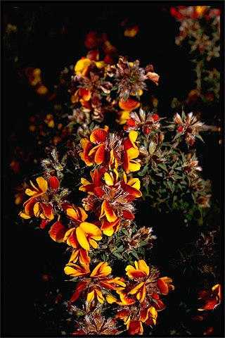 <i>Pultenaea costata</i> Species of flowering plant