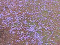Purple Snow-01+ (284924565).jpg