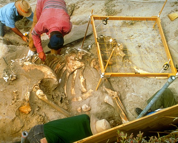 Excavation in 1994, Santa Rosa