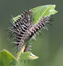 Pygoctenucha терминалы P1490228a.jpg