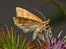 Pyraustinae - Udea lutealis.JPG