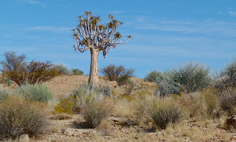 File:Quiver Tree (Aloe dichotoma) (6437062465).jpg