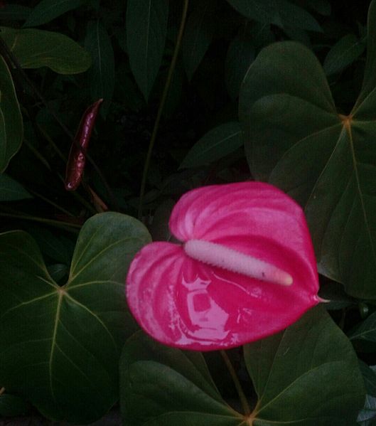 File:ROSE Anthurium andraeanum 01.jpg