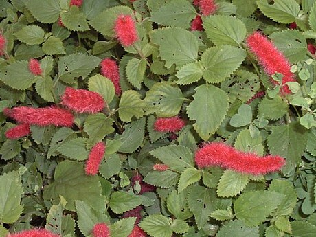 Acalypha repens