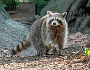 An zoomed out image of a raccoon looking at you.