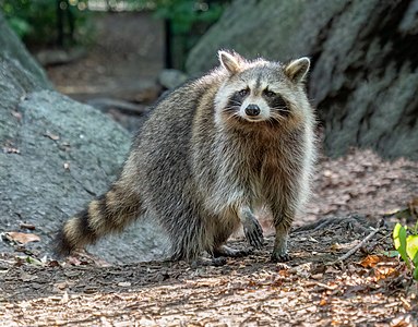 Raccoon in Central Park (35264)