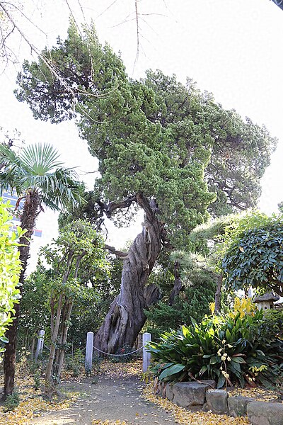 File:Raigou-ji, Matsubara 来迎寺のいぶき.jpg