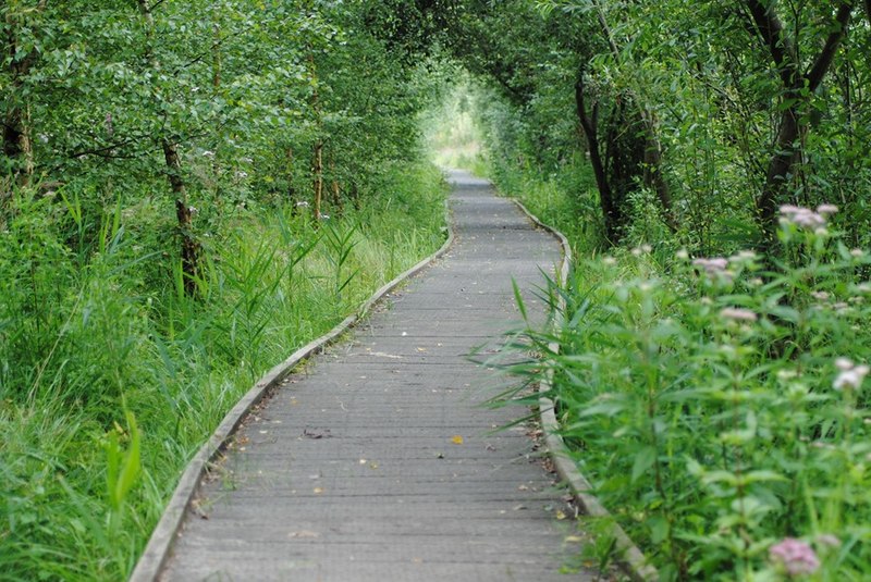 File:Raised walkway through the Lattersey Reserve, Cambridgeshire - geograph-3078615.jpg