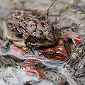 The Common Frog (Rana temporaria) also known as the European Common Frog]]