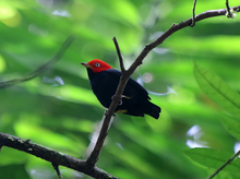 Red-capped-manakin.png 