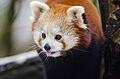 Red Panda (15742715864).jpg