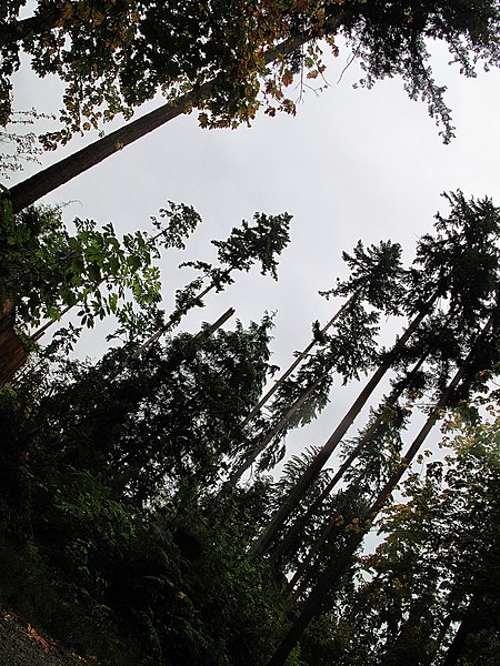 File:Redwoods (6157396769).jpg