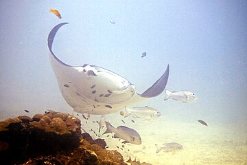 Mantarays vierailee koralliriutoilla päästäkseen eroon loisista.