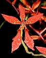 Renanthera bella