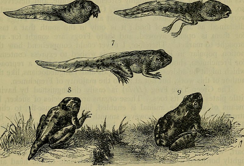 File:Reptiles and birds - a popular account of their various orders, with a description of the habits and economy of the most interesting (1883) (14772163413).jpg