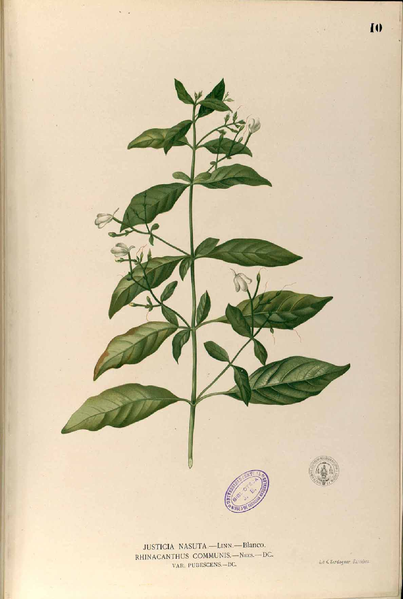 File:Rhinacanthus communis Blanco.10-original.png