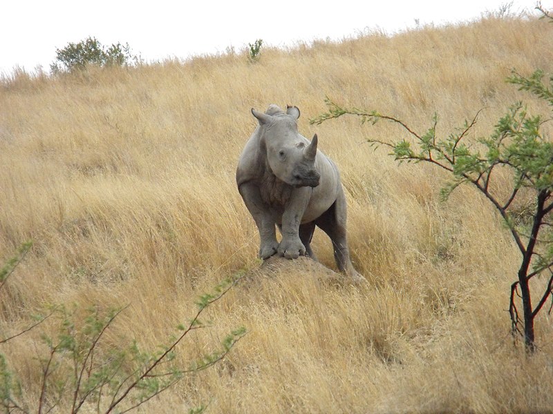 File:Rhino Pilanesberg.jpg