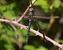 California darner, Rhionaeschna californica Rhionaeschna californica 042016.jpg