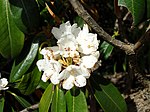 Rhododendron phaeochrysum - University of Copenhagen Botanical Garden - DSC07579.JPG